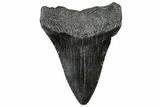 Fossil Megalodon Tooth - South Carolina #306261-1